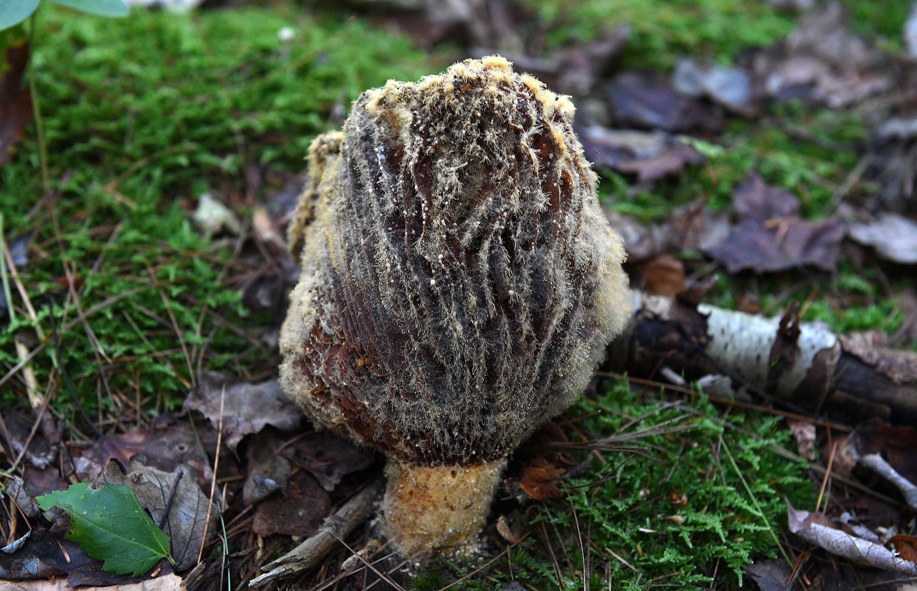Pennsylvania Mushroom G.jpg